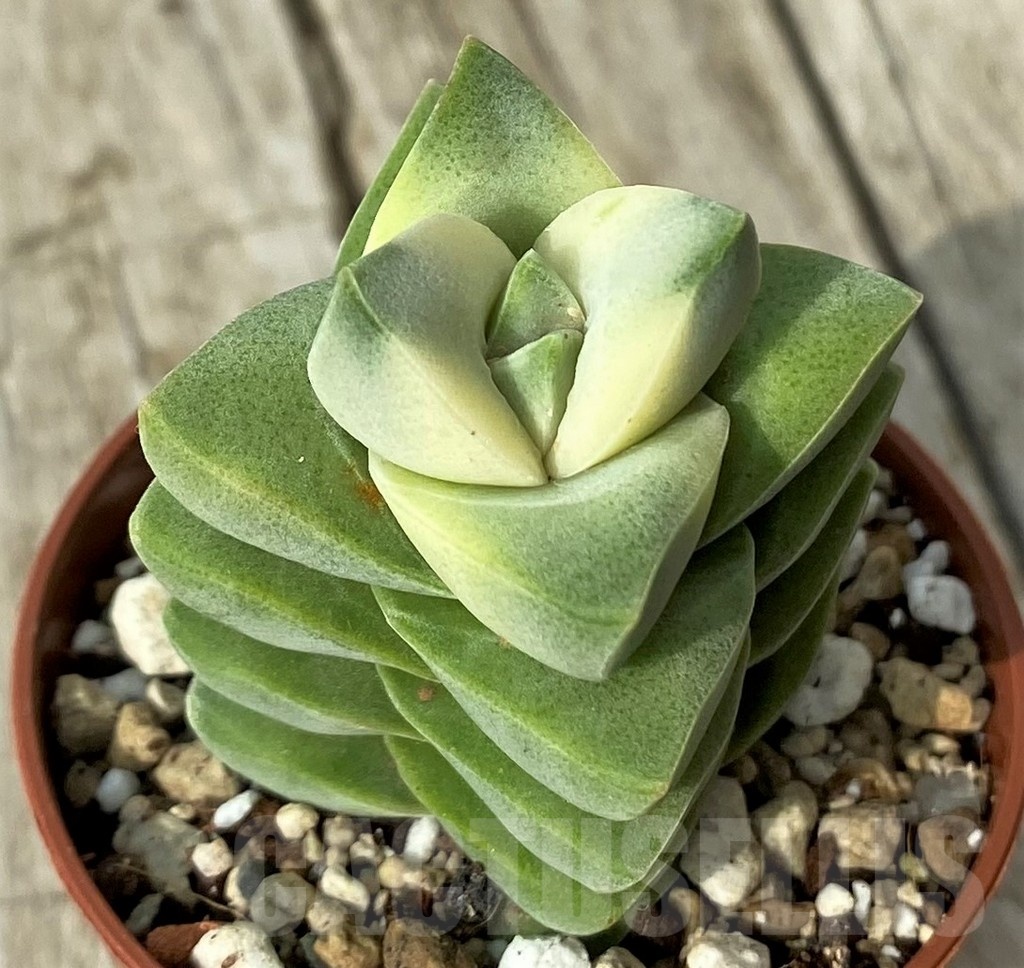 SH19110 Crassula 'Moonglow' f. variegata