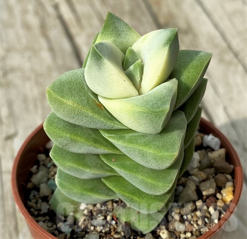 SH19110 Crassula 'Moonglow' f. variegata - Image 2