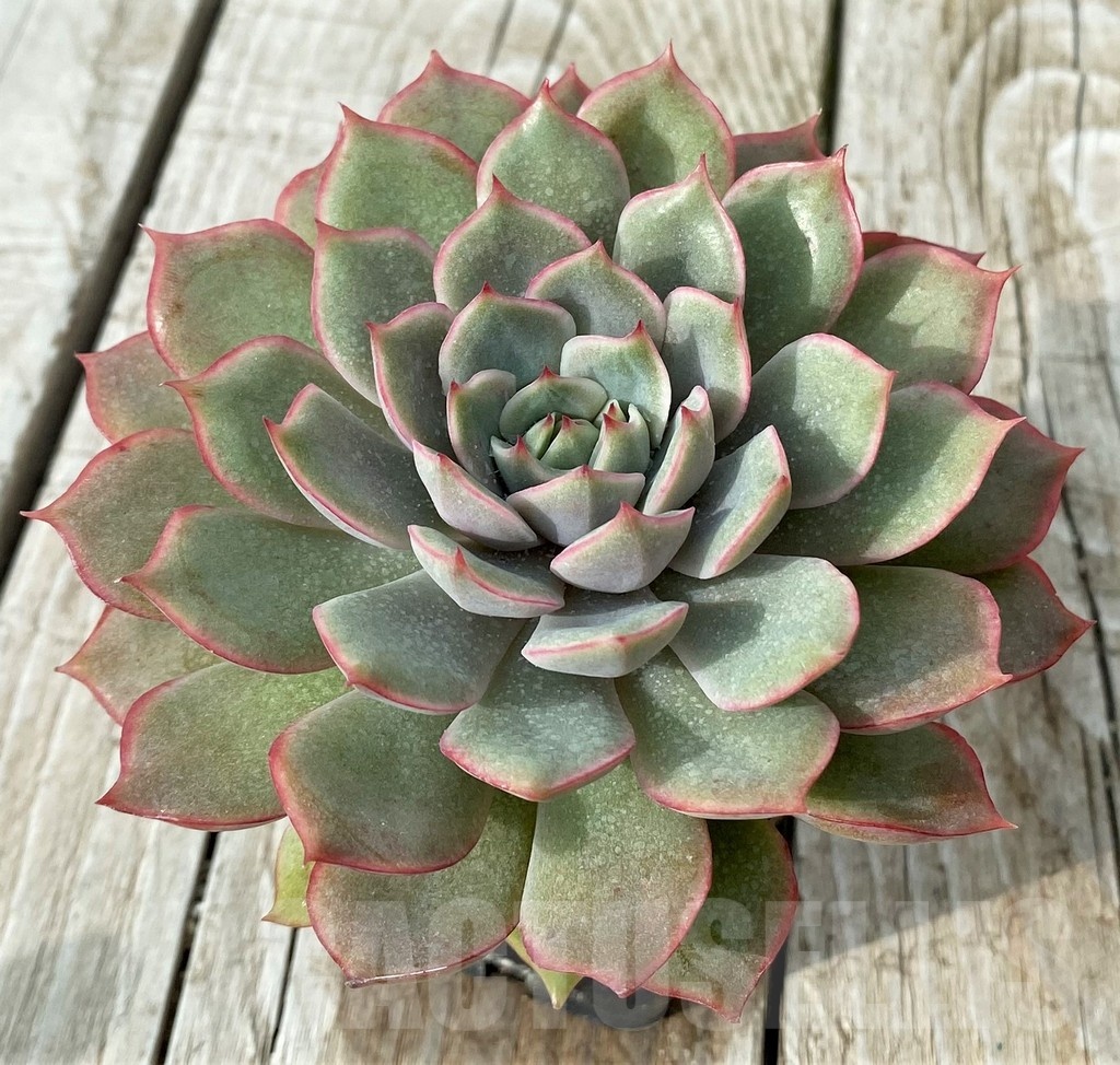 SH19111 Echeveria 'Pinwheel Tuxpan' hybrid - Image 2