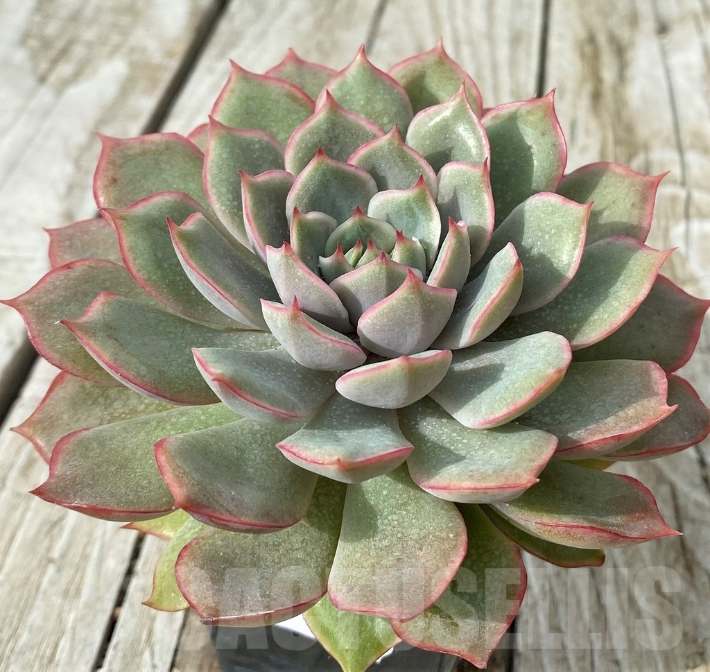 SH19111 Echeveria 'Pinwheel Tuxpan' hybrid