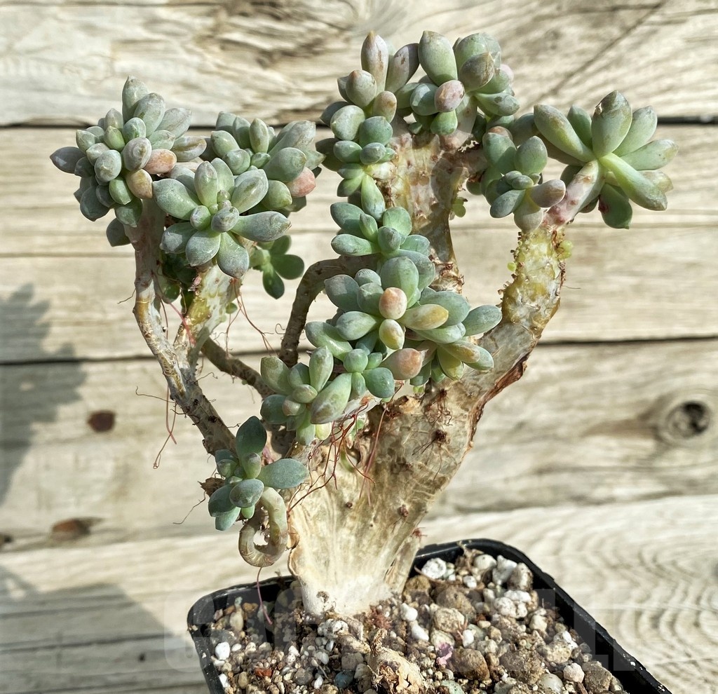 SH19065 Graptopetalum amethystinum f. cristata