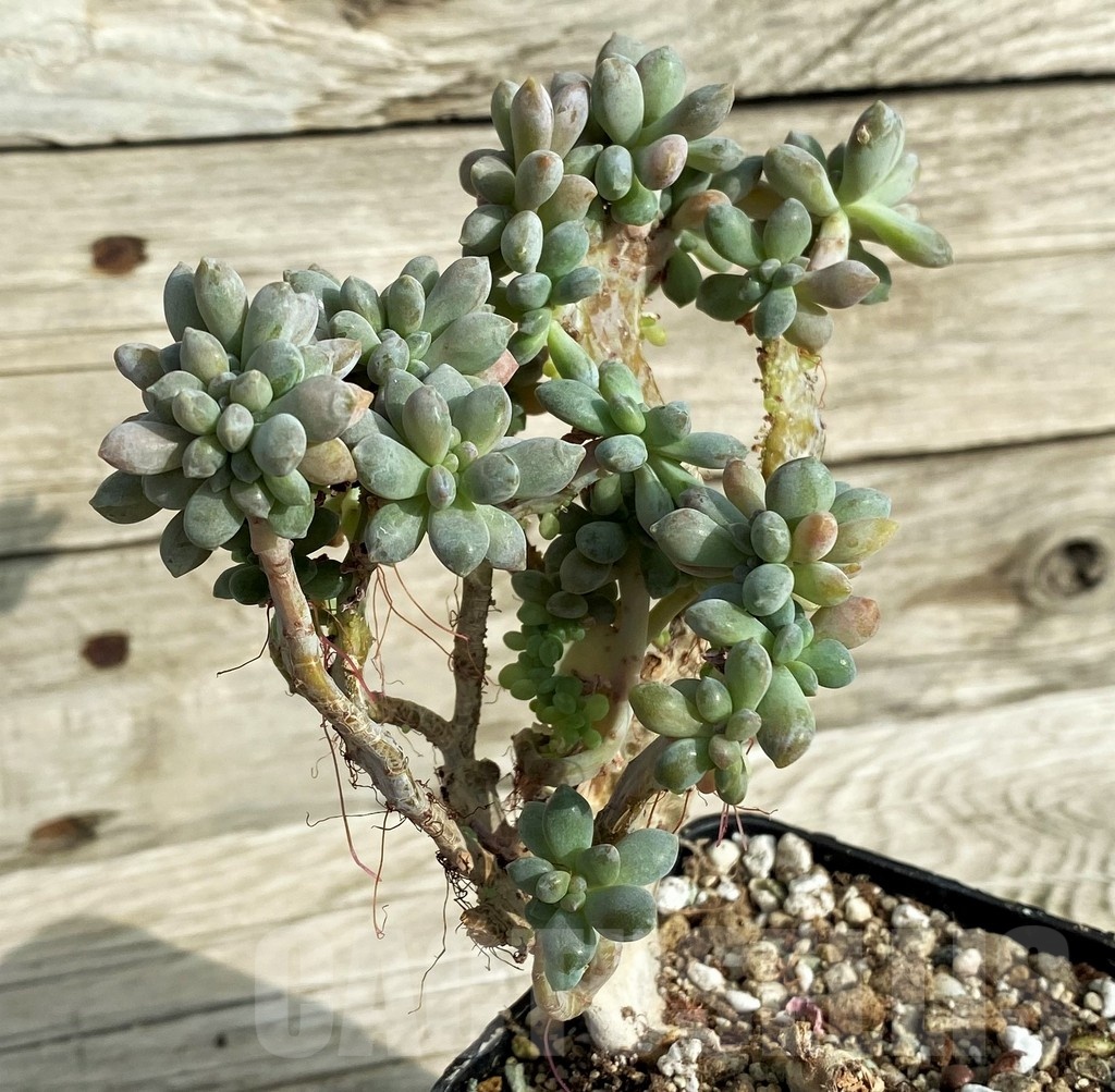 SH19065 Graptopetalum amethystinum f. cristata - Image 2