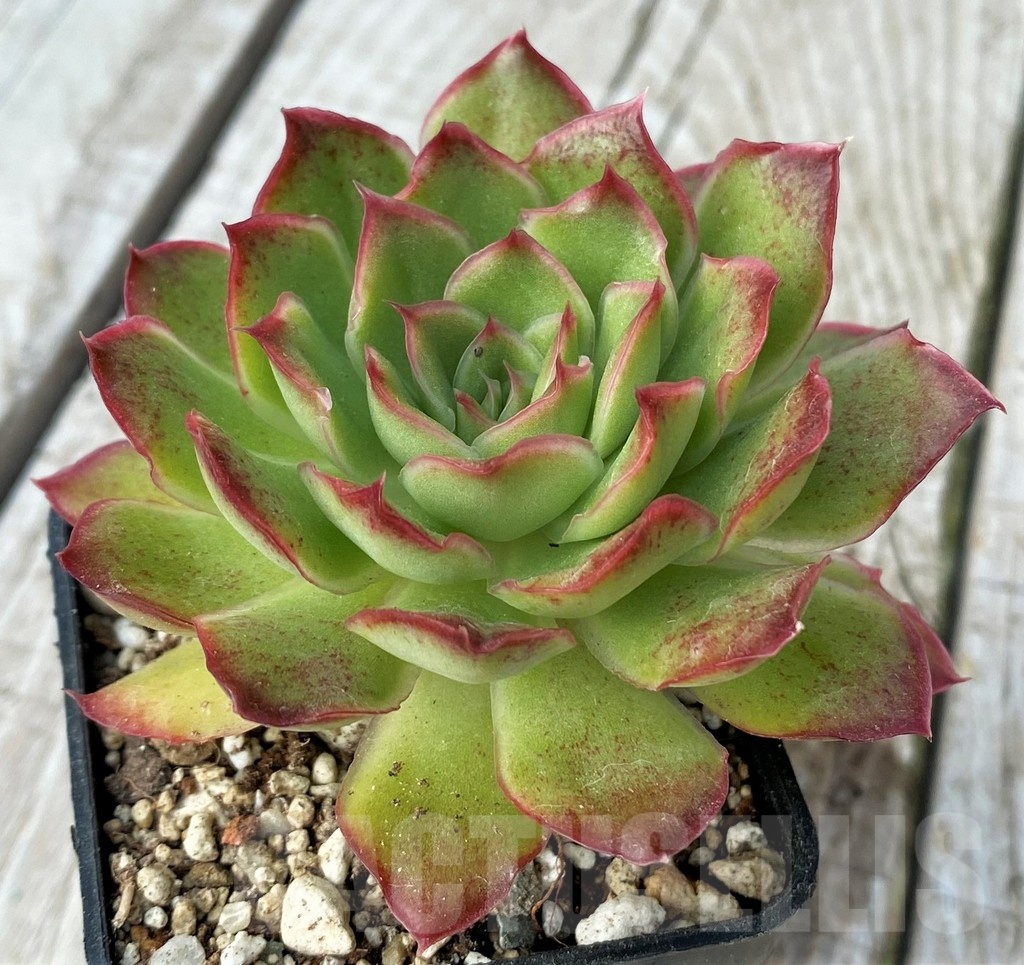 SH19078 Echeveria pulidonis hybrid - Image 2