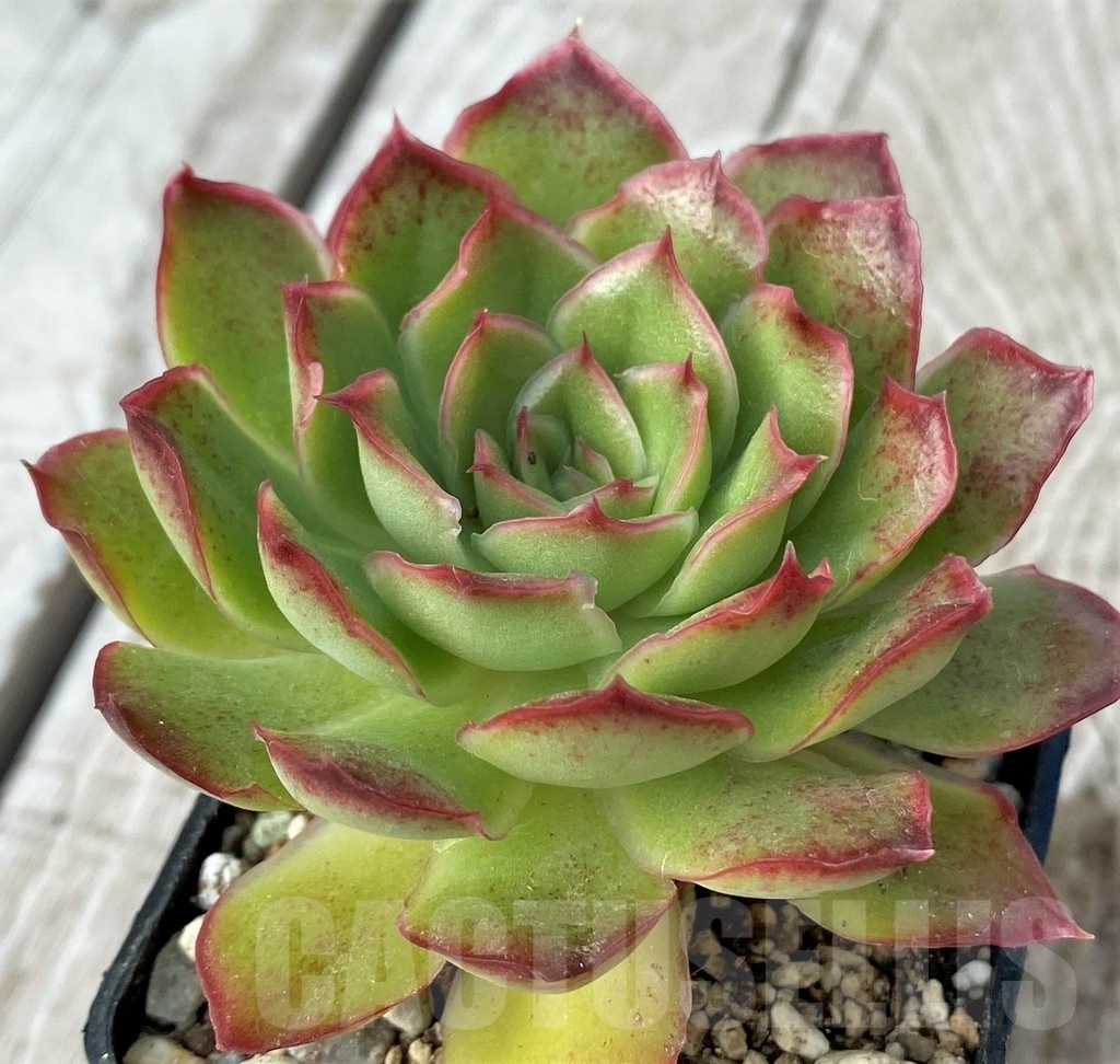 SH19078 Echeveria pulidonis hybrid