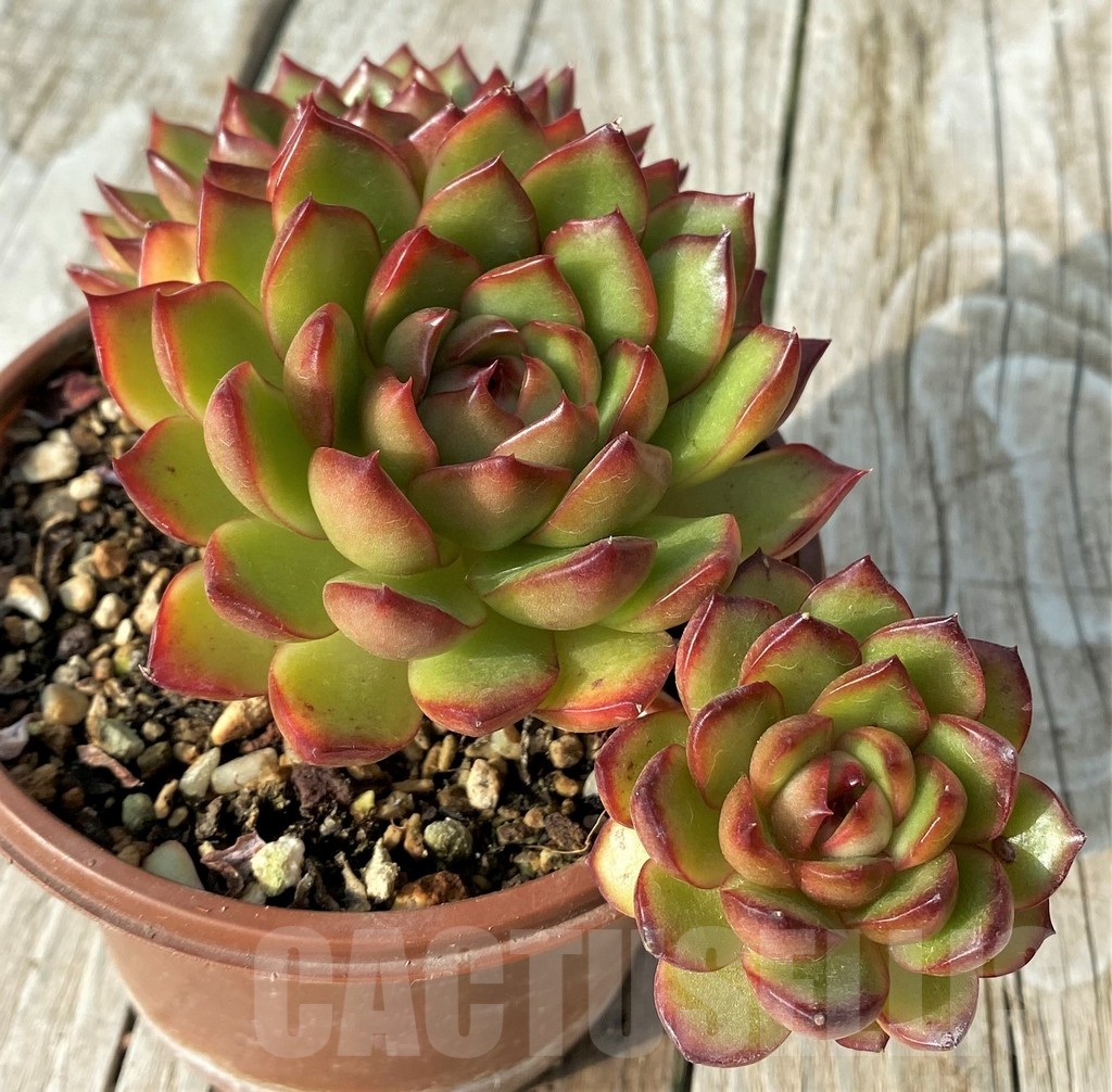 SH19088 Echeveria ‘Polaroid Anna’