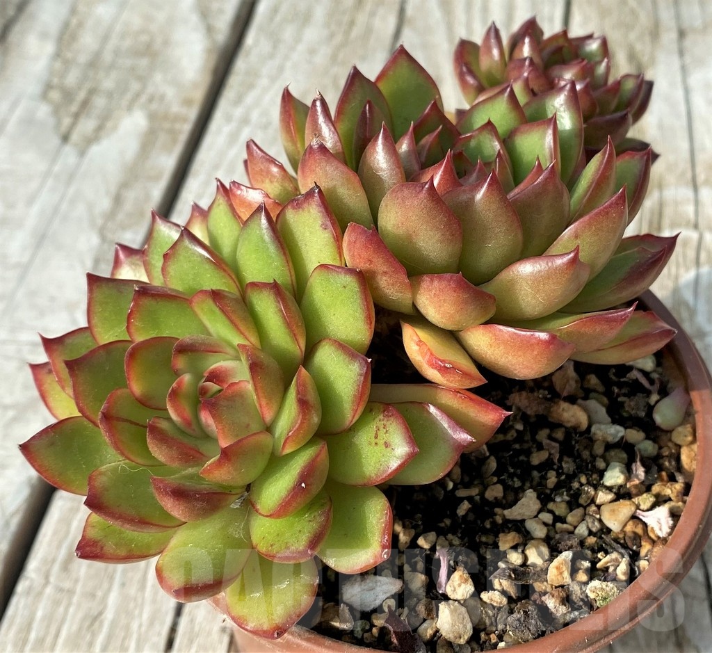 SH19088 Echeveria ‘Polaroid Anna’ - Image 2
