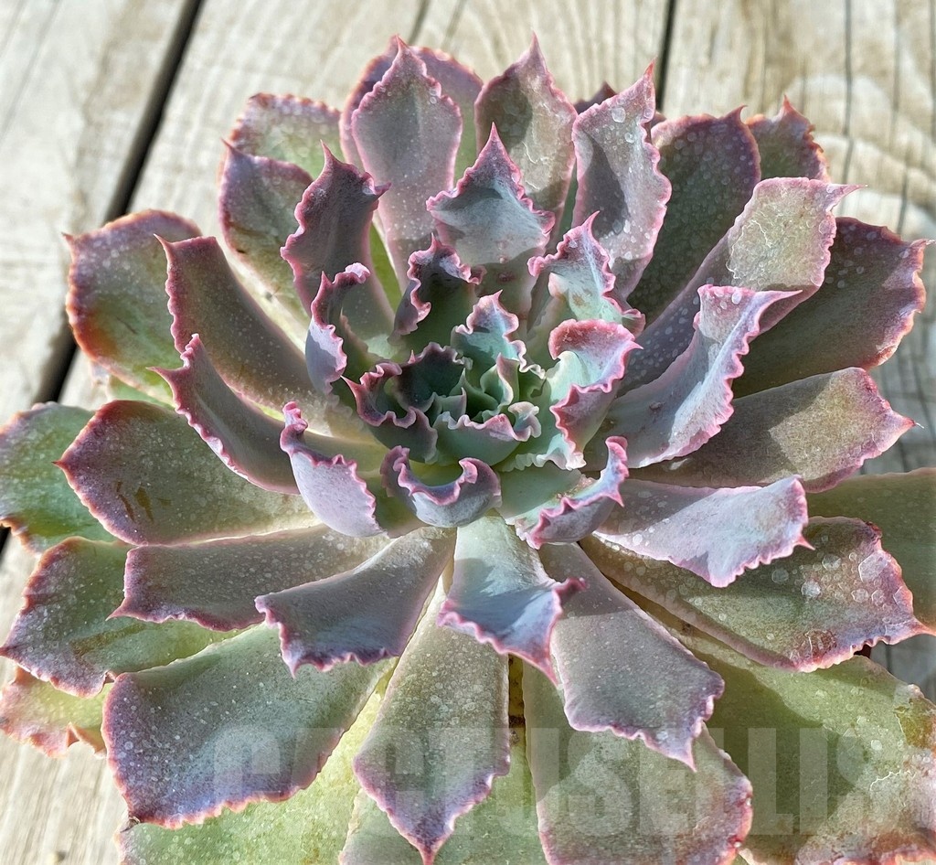 SH19089 Echeveria shaviana 'Neon Breakers' - Image 3