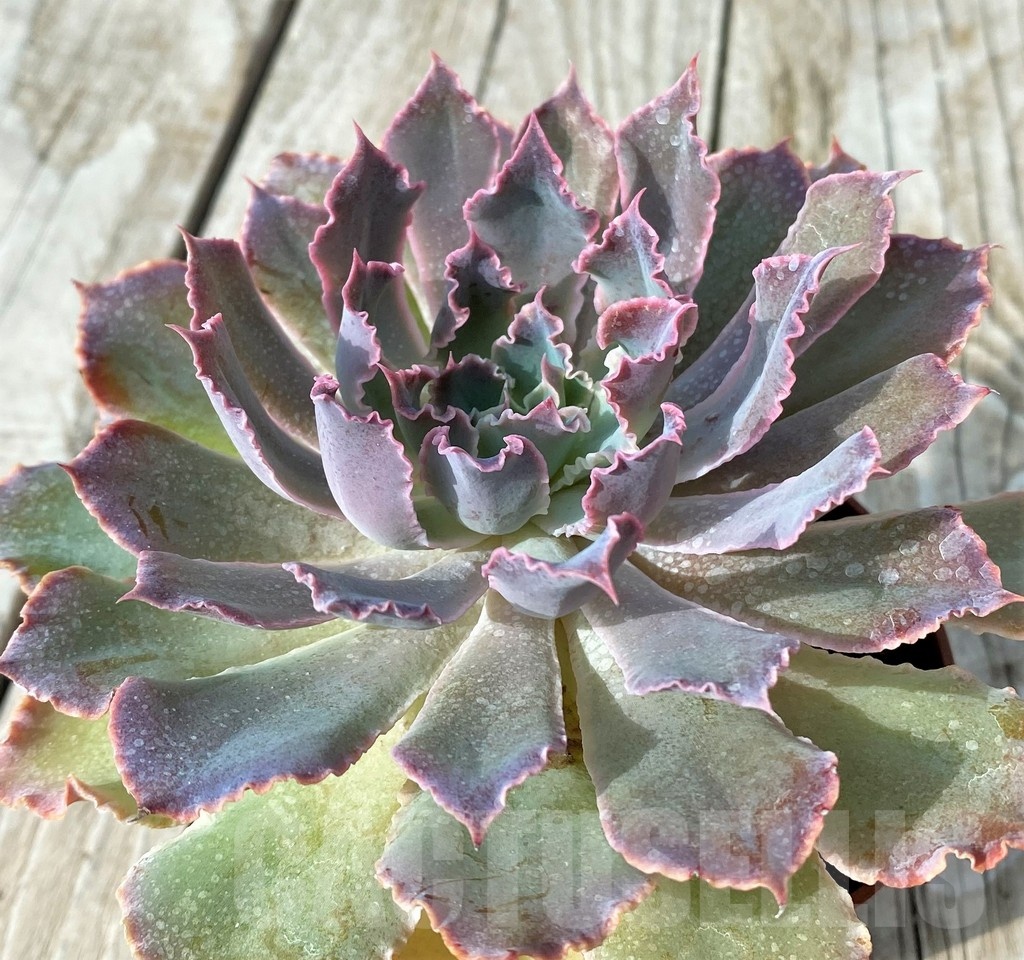 SH19089 Echeveria shaviana 'Neon Breakers' - Image 2