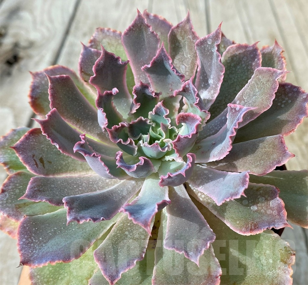 SH19089 Echeveria shaviana 'Neon Breakers'
