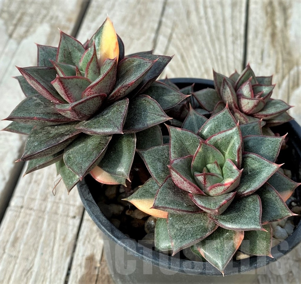 SH19092 Echeveria purpusorum ‘Monocerotis’ f. variegata - Image 2