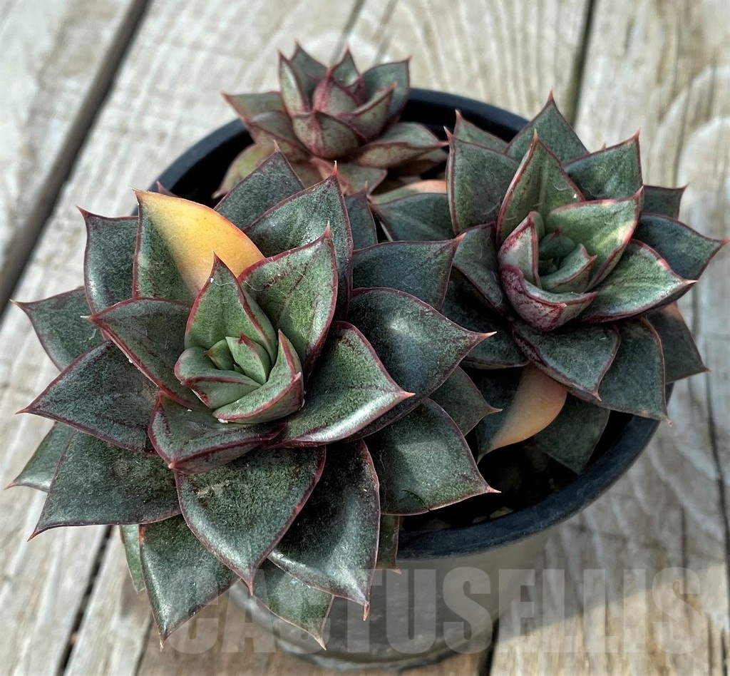SH19092 Echeveria purpusorum ‘Monocerotis’ f. variegata