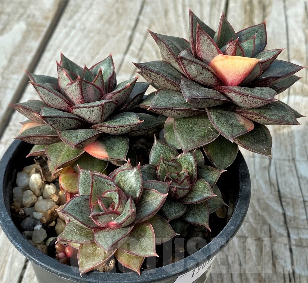 SH19092 Echeveria purpusorum ‘Monocerotis’ f. variegata - Image 3