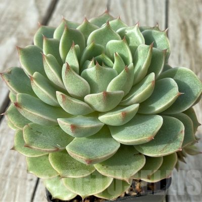SH19094 Echeveria 'Ben Badis'