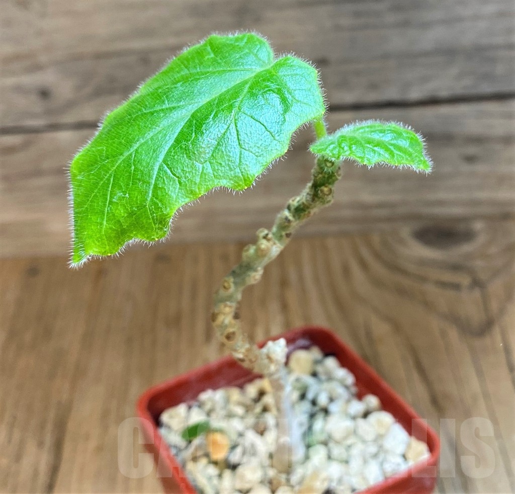 SH19239 Uncarina roeoesliana