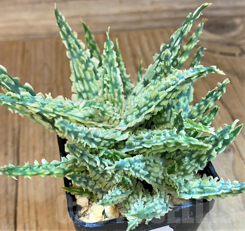SH19199 Aloe TCT hybrid