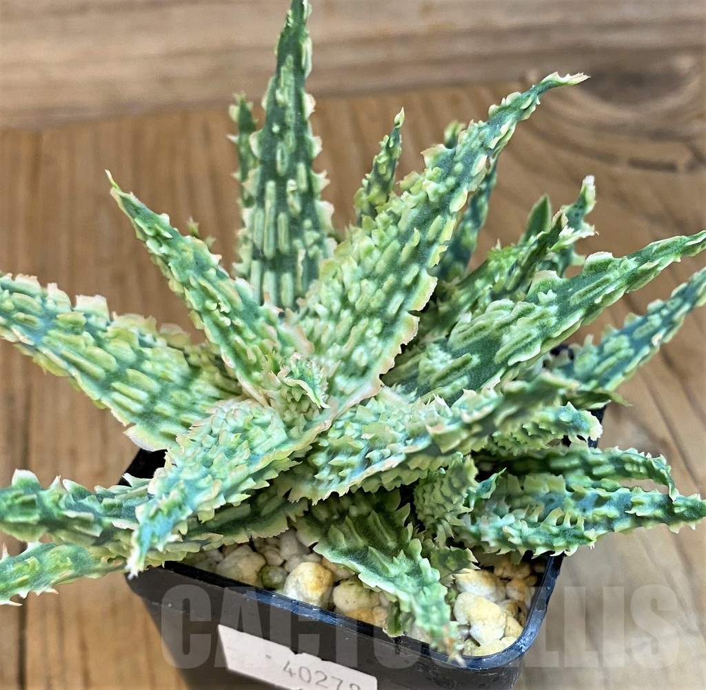 SH19199 Aloe TCT hybrid - Image 3