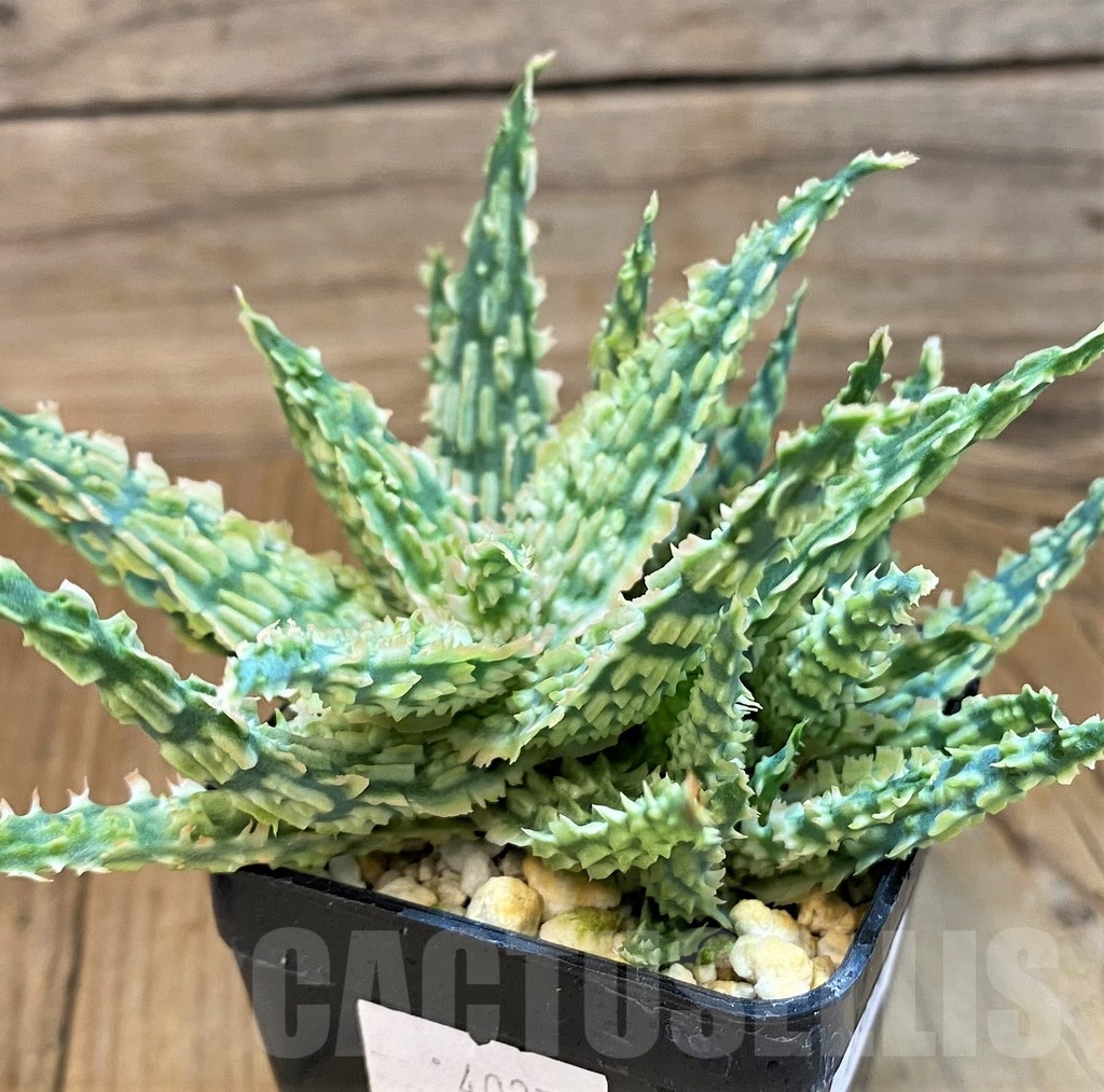 SH19199 Aloe TCT hybrid - Image 2