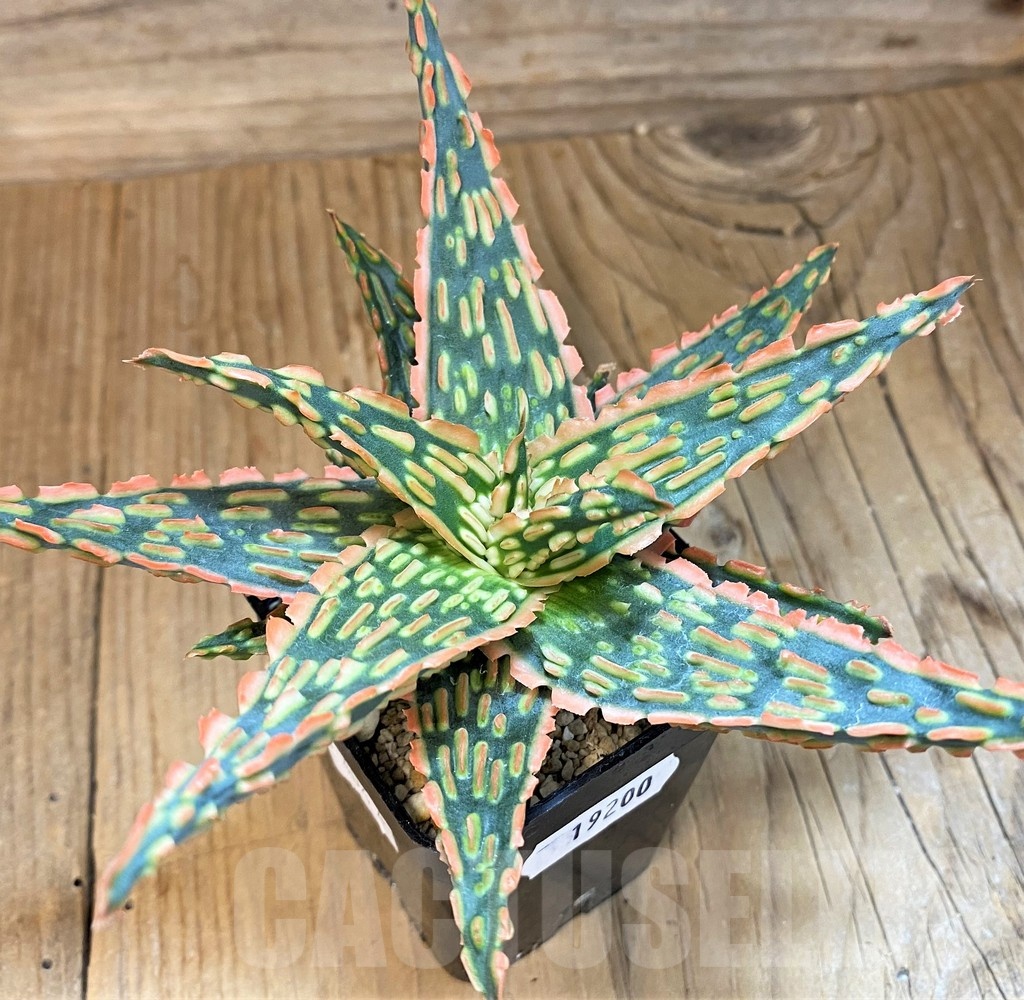 SH19200 Aloe TCT hybrid - Image 3