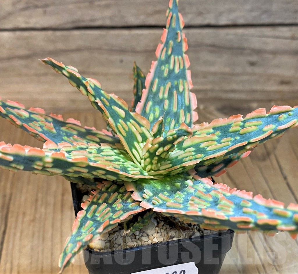 SH19200 Aloe TCT hybrid