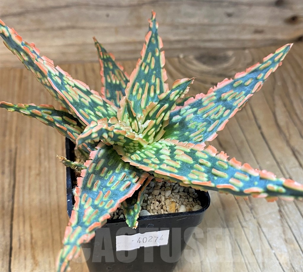 SH19200 Aloe TCT hybrid - Image 2