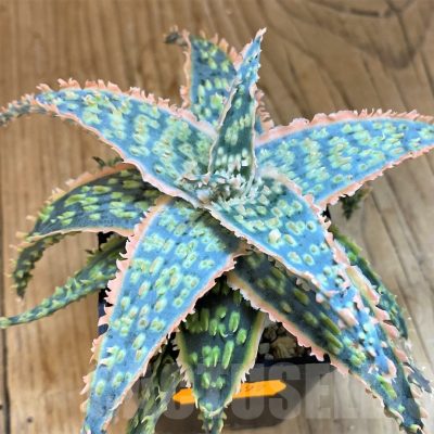 SH19201 Aloe TCT hybrid