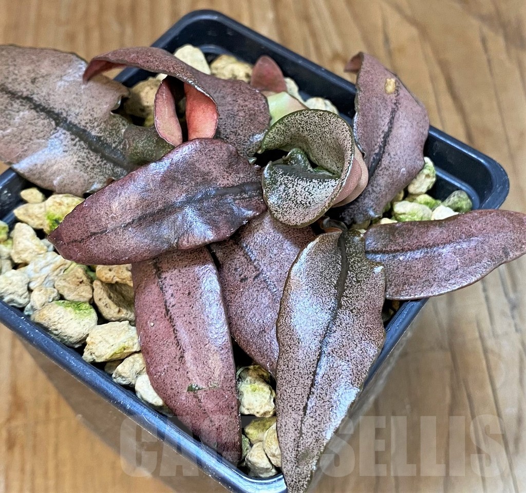 SH19206 Euphorbia francoisii hybrid