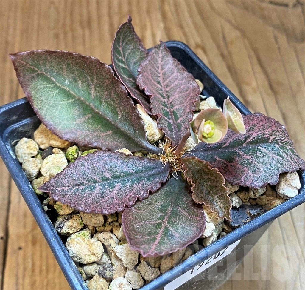 SH19207 Euphorbia francoisii hybrid