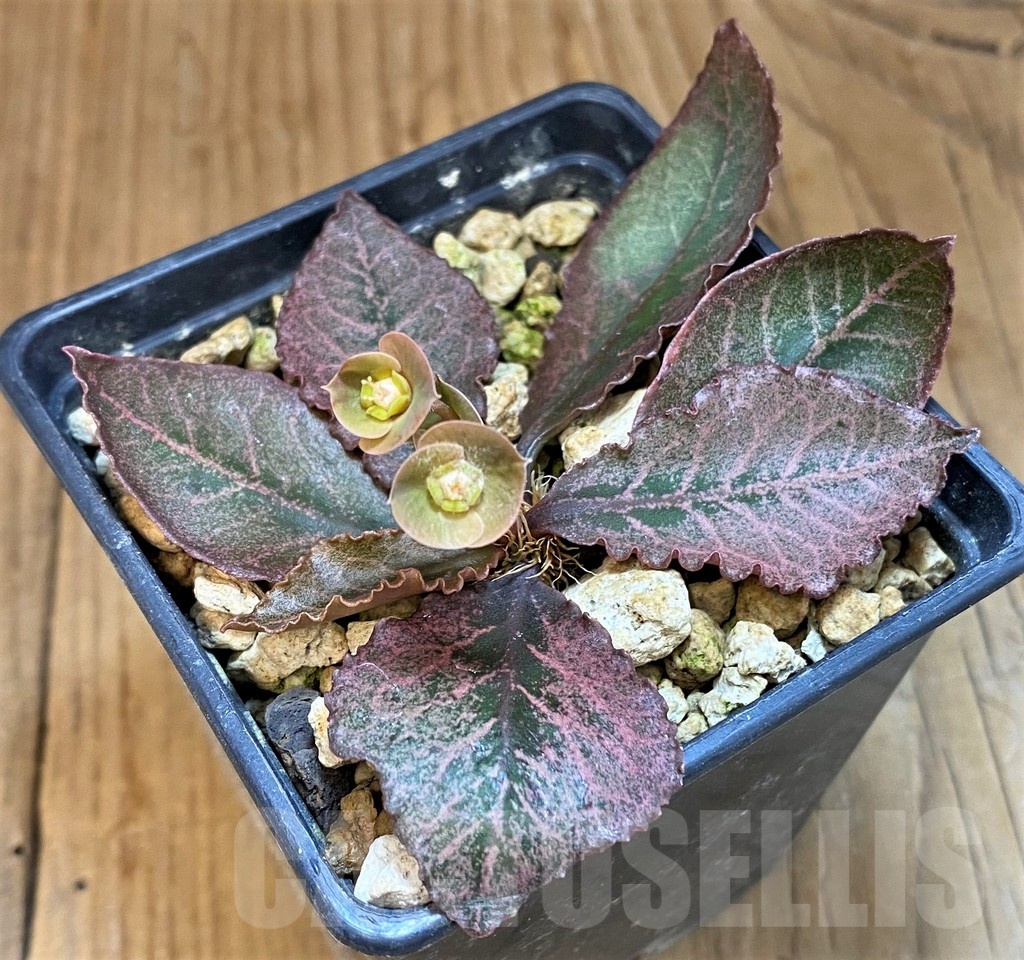 SH19207 Euphorbia francoisii hybrid - Image 2