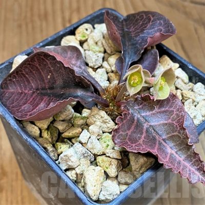 SH19208 Euphorbia francoisii hybrid