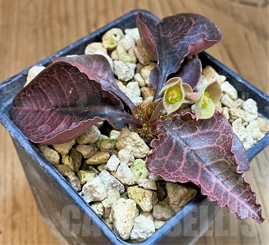 SH19208 Euphorbia francoisii hybrid
