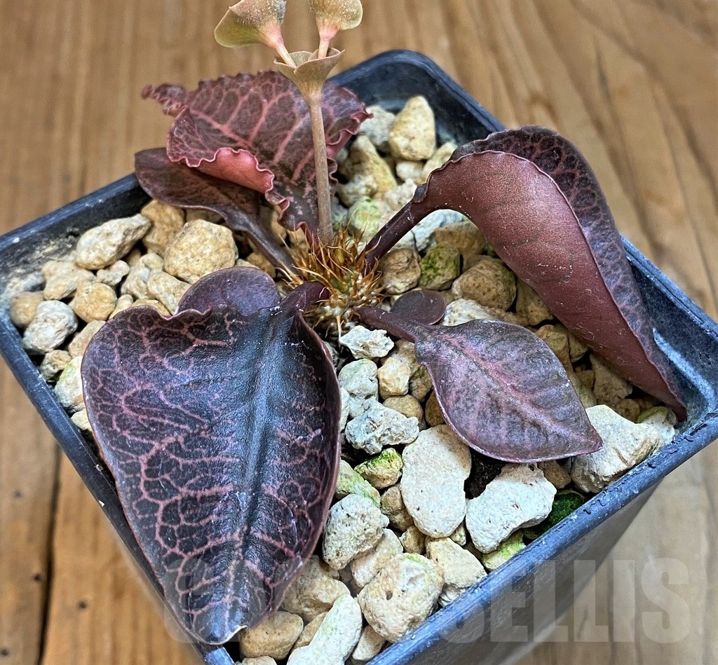 SH19208 Euphorbia francoisii hybrid - Image 2