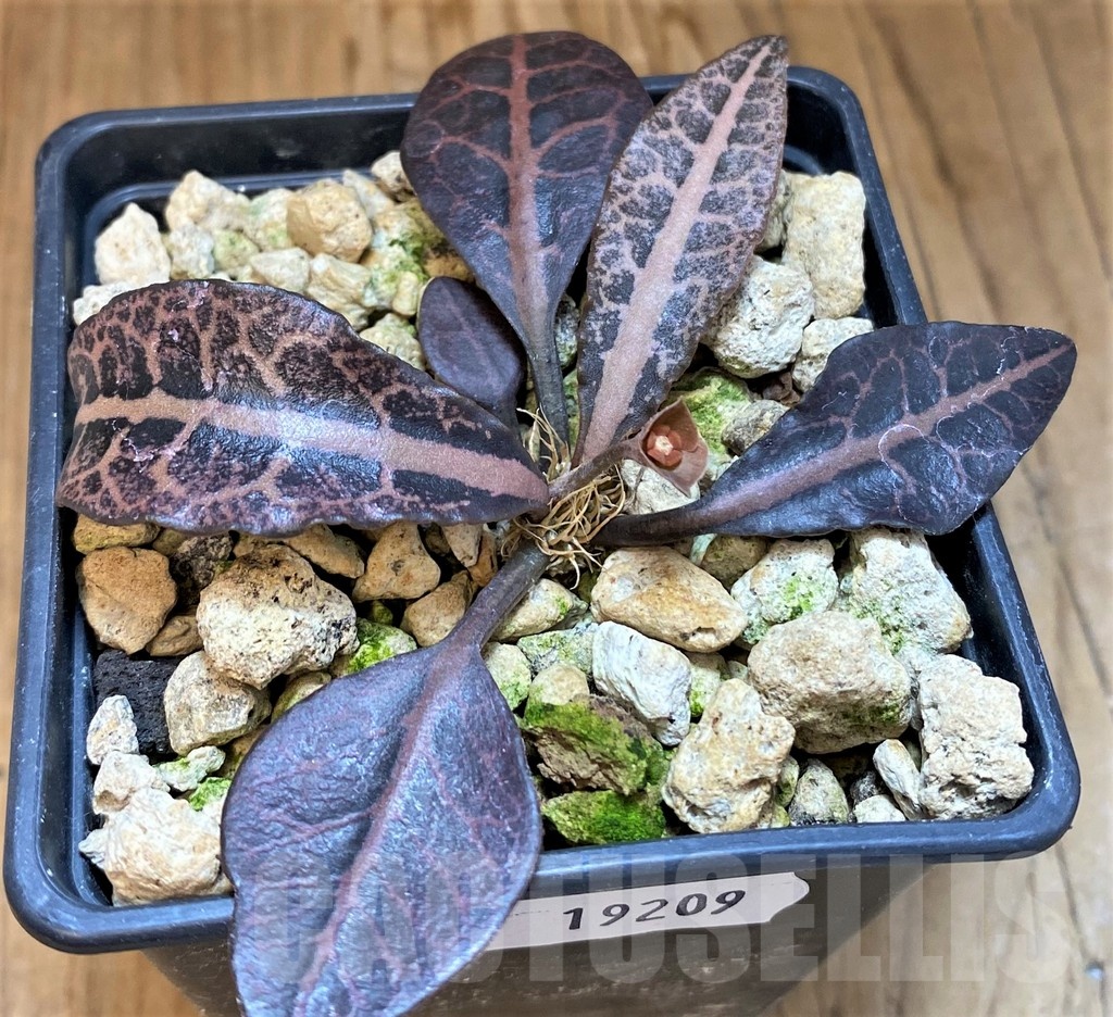 SH19209 Euphorbia francoisii hybrid - Image 2