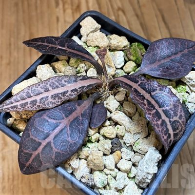 SH19209 Euphorbia francoisii hybrid