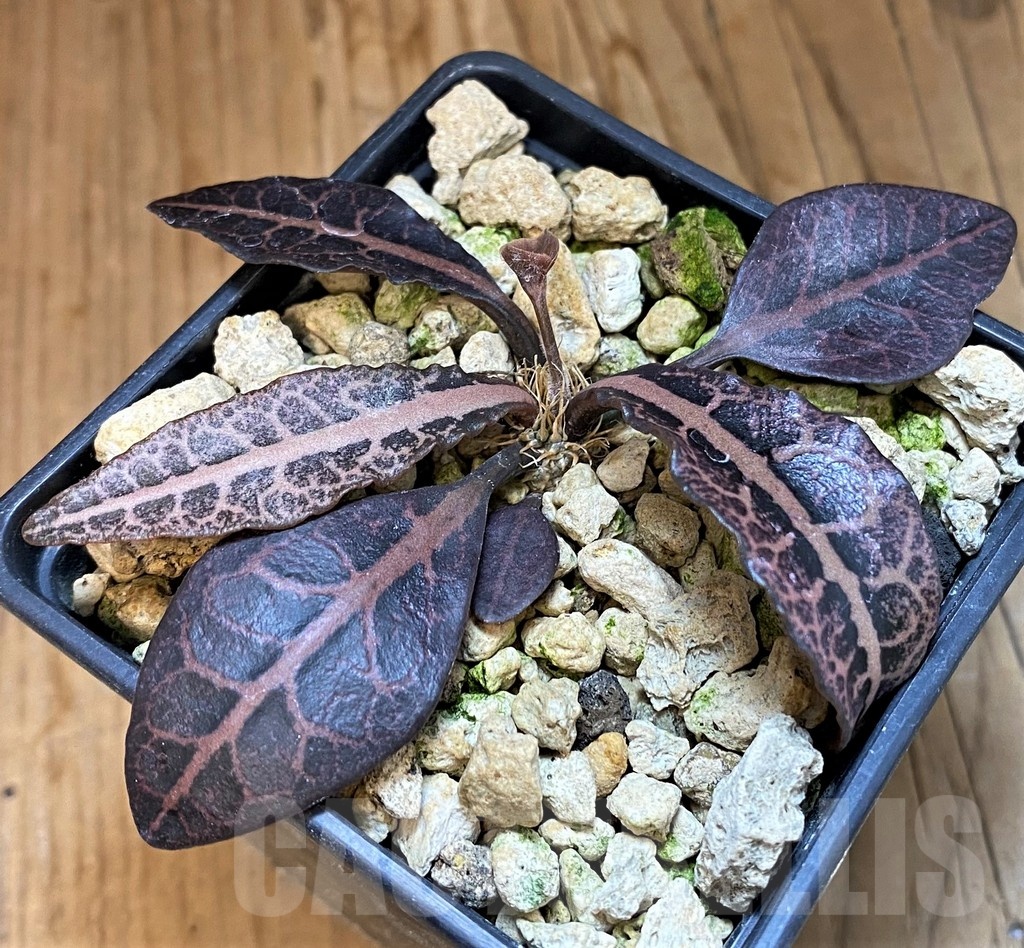 SH19209 Euphorbia francoisii hybrid