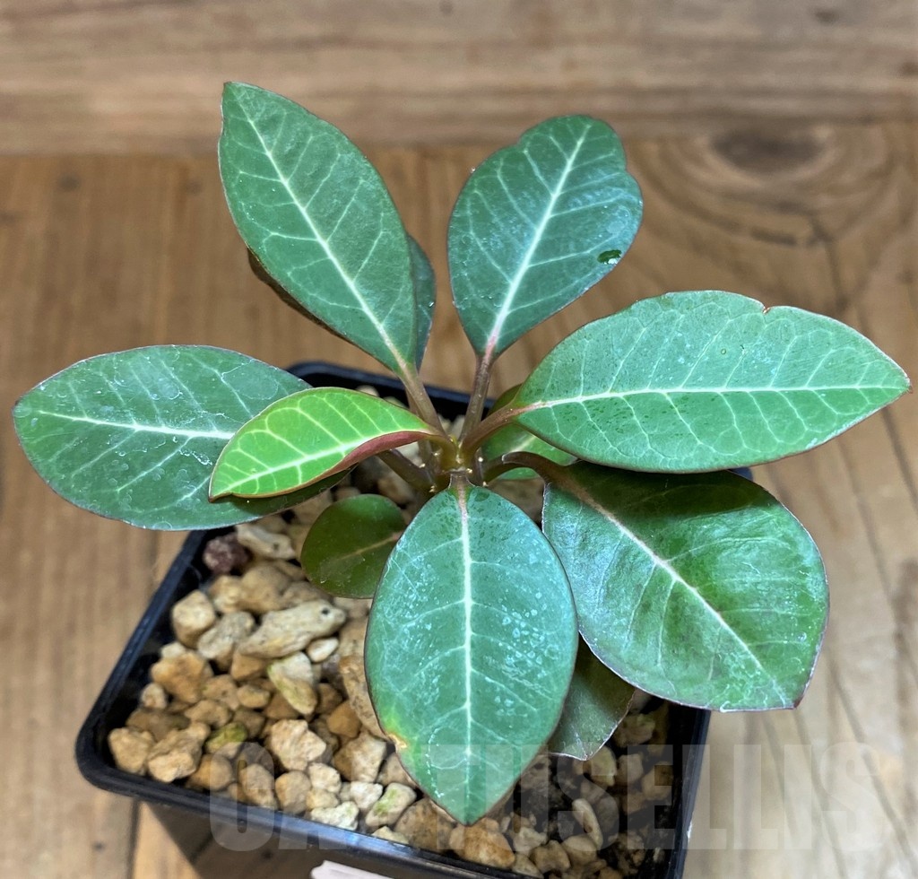 SH18213 Euphorbia millotii