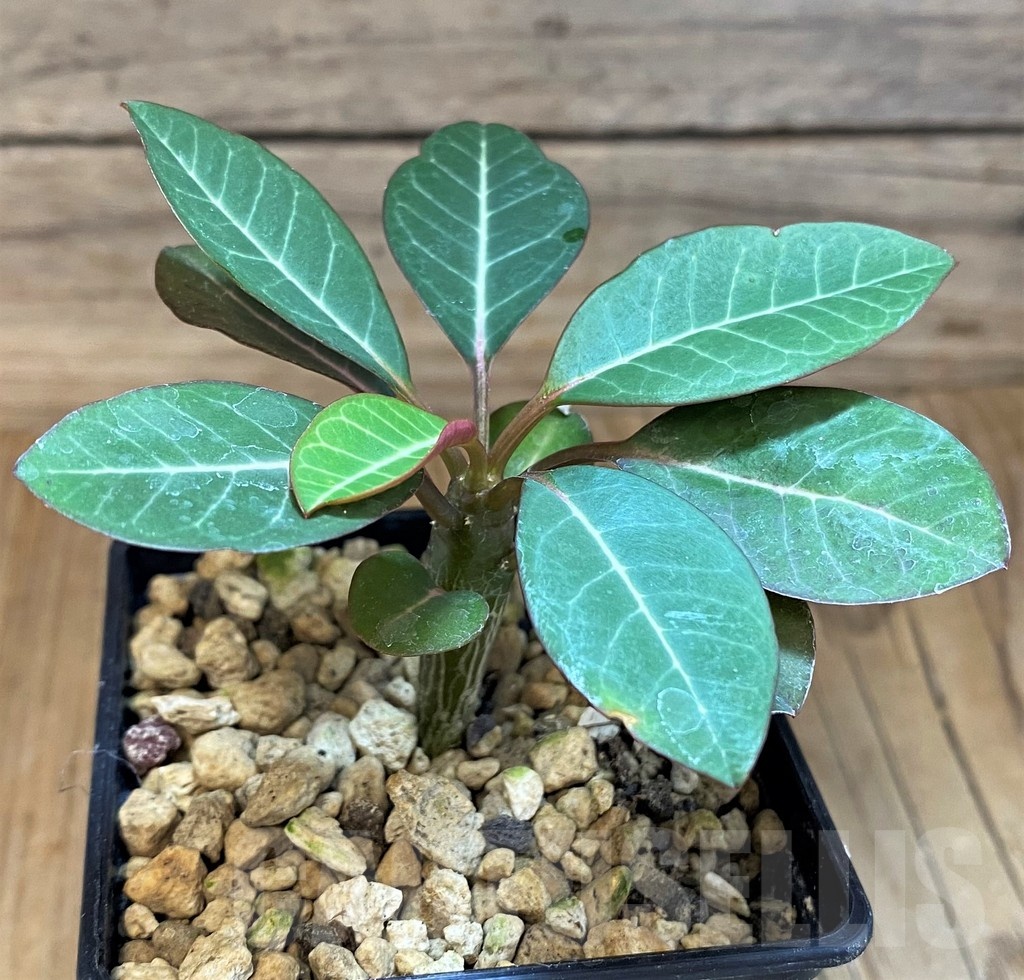 SH18213 Euphorbia millotii - Image 2