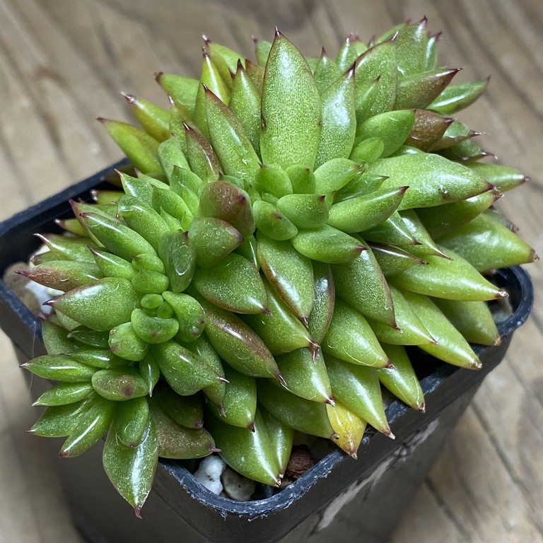 SH22713 Echeveria agavoides f. cristata - Image 2