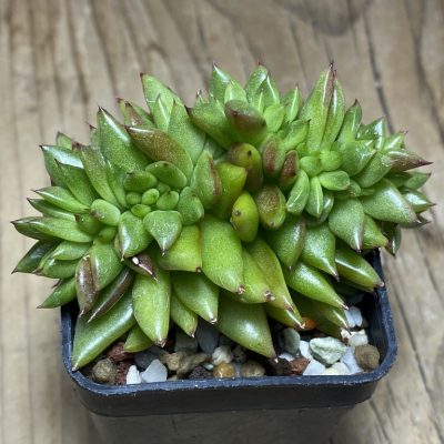 SH22713 Echeveria agavoides f. cristata