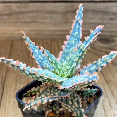 SH17935 Aloe TCT hybrid