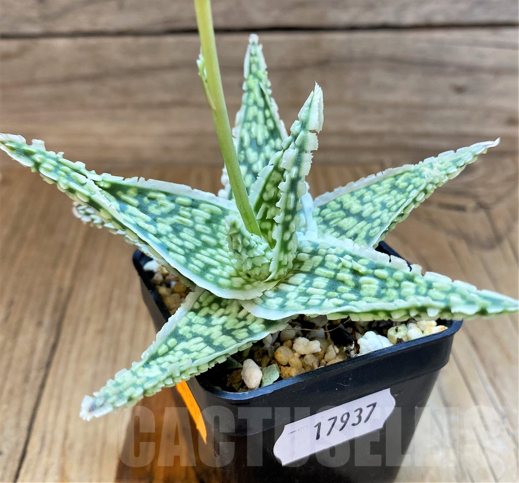 SH17937 Aloe TCT hybrid - Image 2