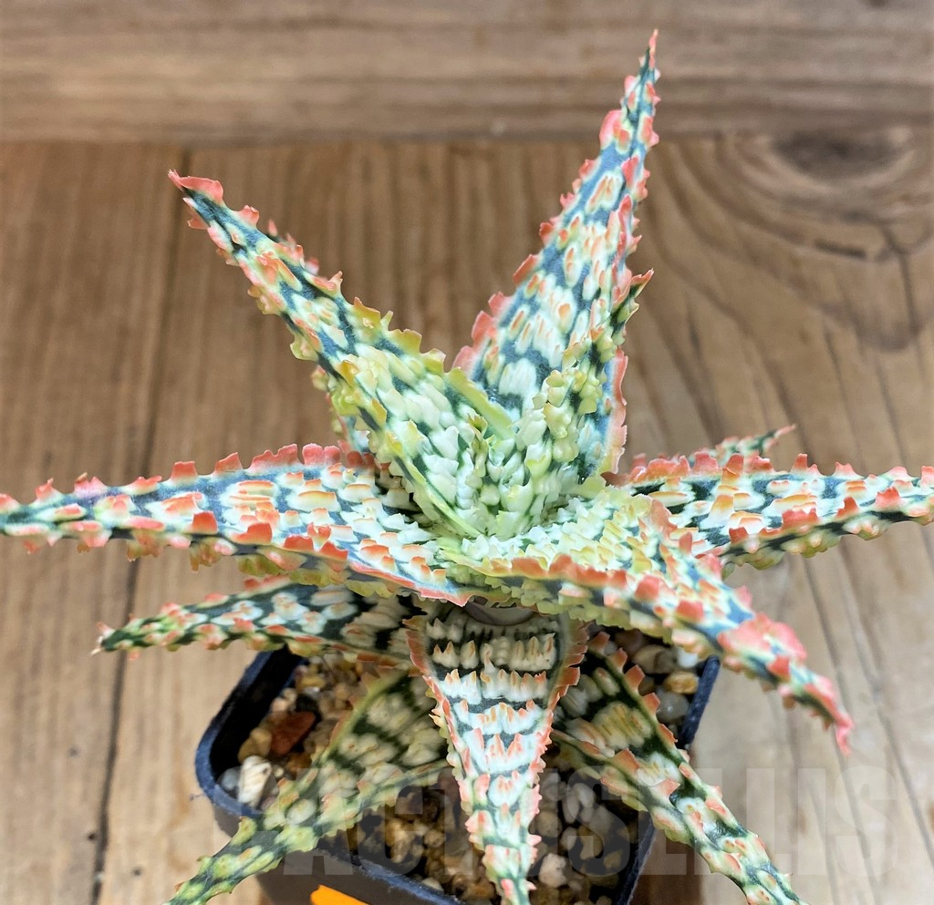SH17942 Aloe TCT hybrid - Image 3
