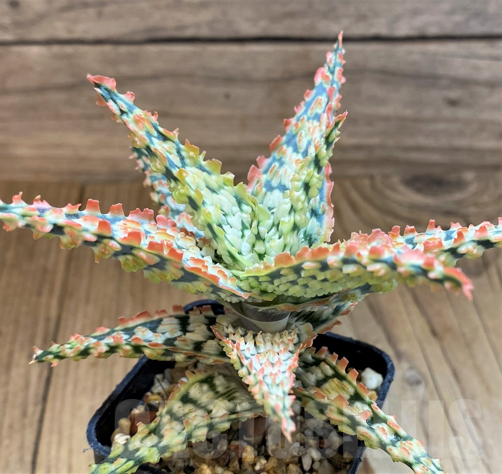 SH17942 Aloe TCT hybrid