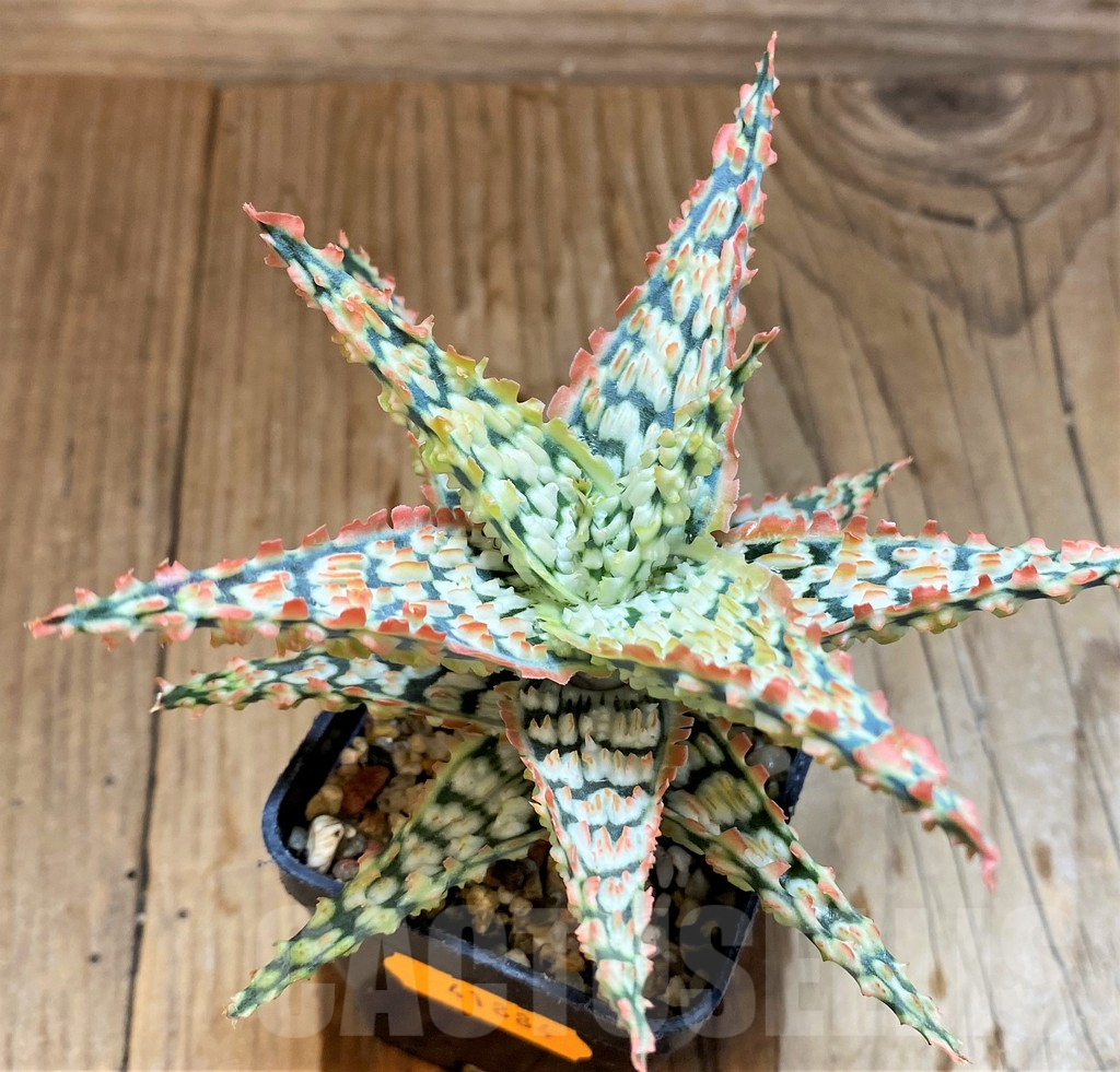 SH17942 Aloe TCT hybrid - Image 2