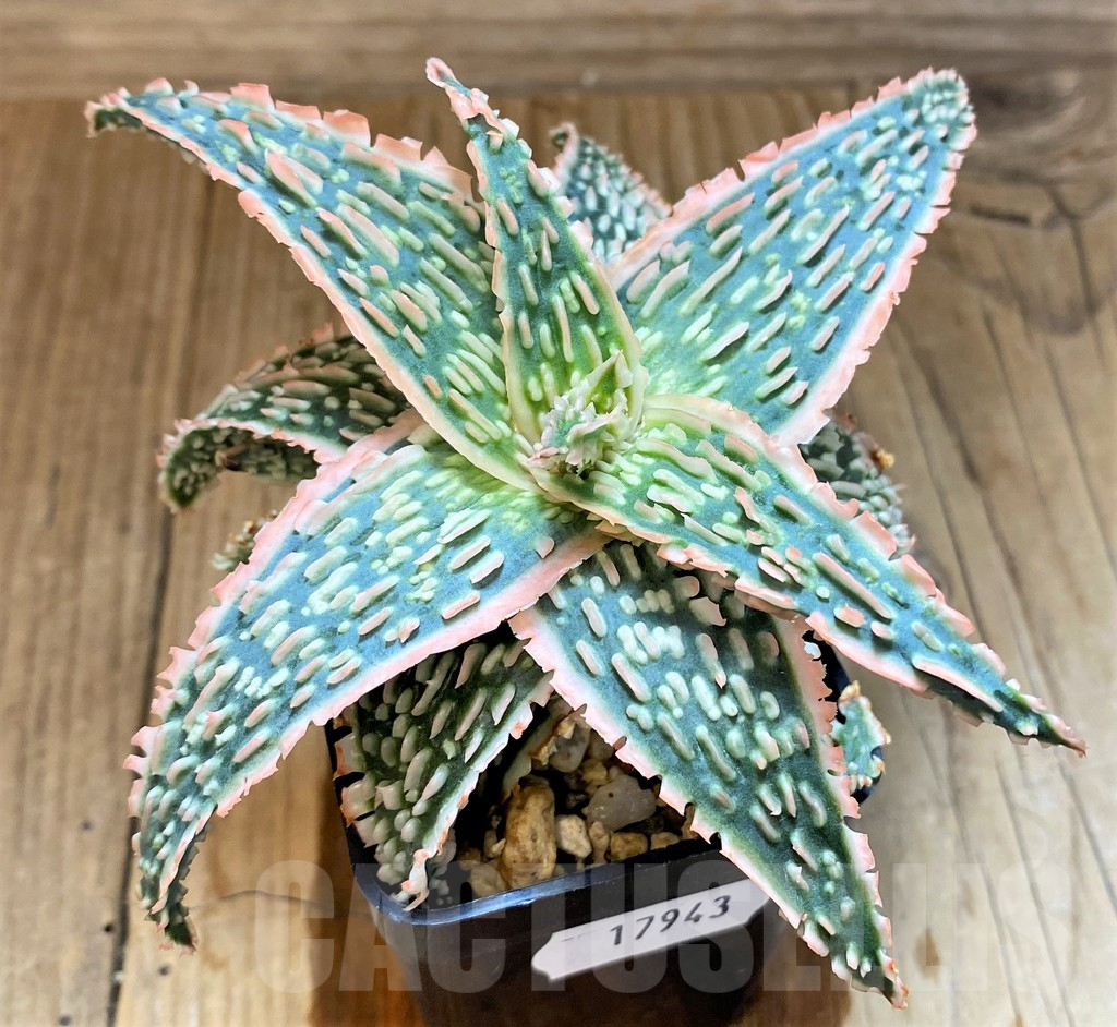 SH17943 Aloe TCT hybrid