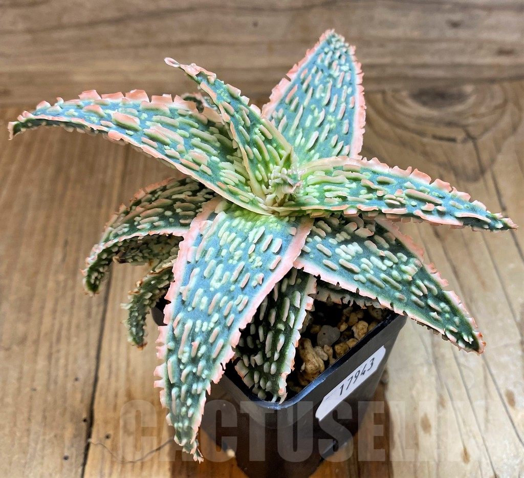 SH17943 Aloe TCT hybrid - Image 2
