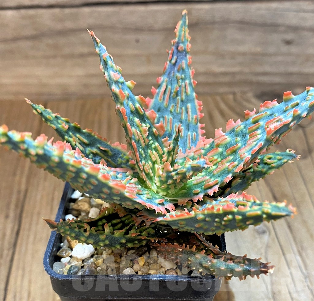 SH17944 Aloe TCT hybrid