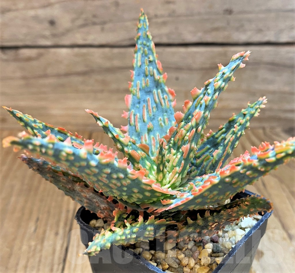 SH17944 Aloe TCT hybrid - Image 2