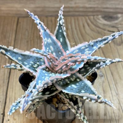 SH17903 Aloe TCT hybrid