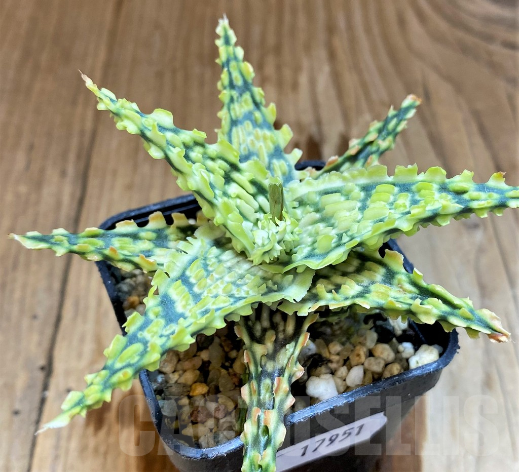 SH17951 Aloe TCT hybrid - Image 2