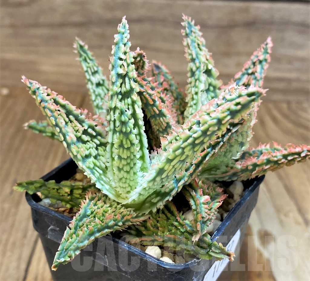 SH17952 Aloe TCT hybrid - Image 3